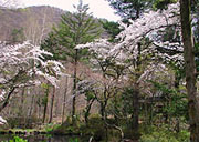 秋神温泉の桜